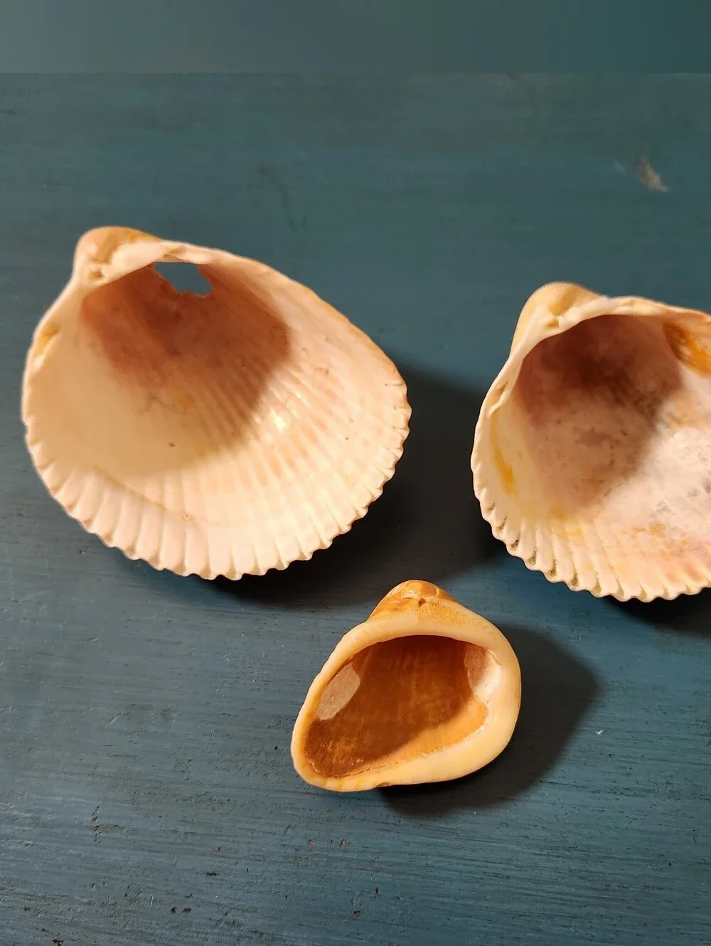 Natural Sea Shell Bundle